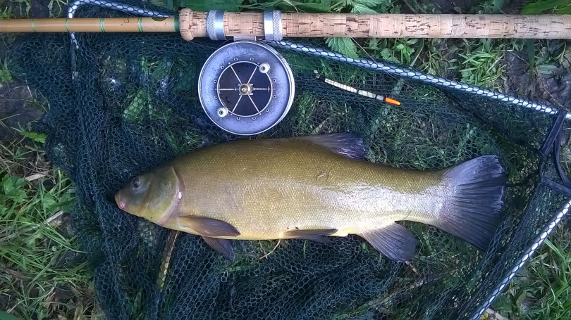 Picture of a Tench in a vintage landing net and Edgar Sealey split cane rod and Allcocks Aerial Popular fishing reel