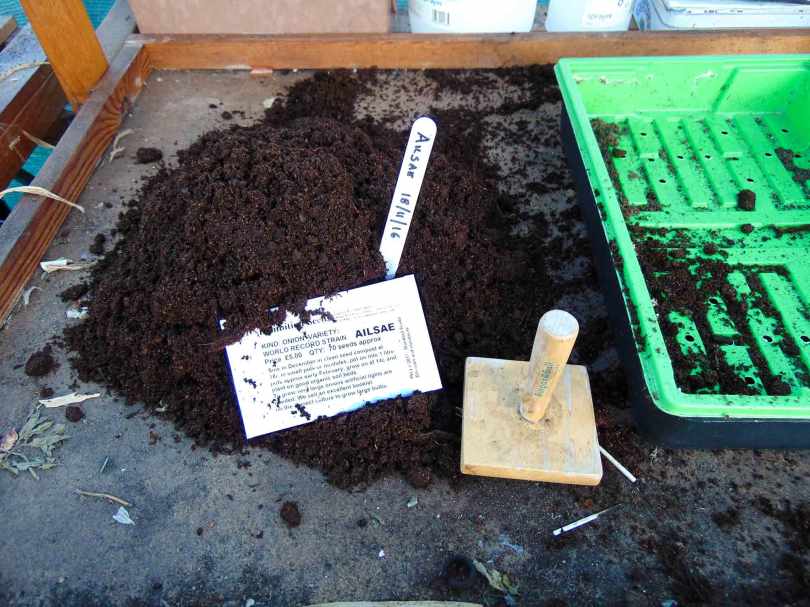 Picture of a packet of Ailsae onion seeds next to a mound of compost on a potting bench in a greenhouse