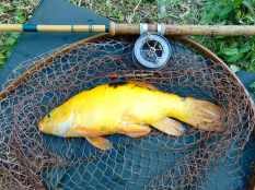 Picture of a Golden Tench in a vintage landing net