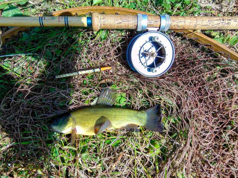 Picture of a small green tench in a vintage landing net