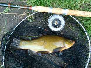 Picture of a Tench in a vintage landing net alongside a vintage cane R Sealey fishing rod and Allcoak Aerial three inch Popular Reel.