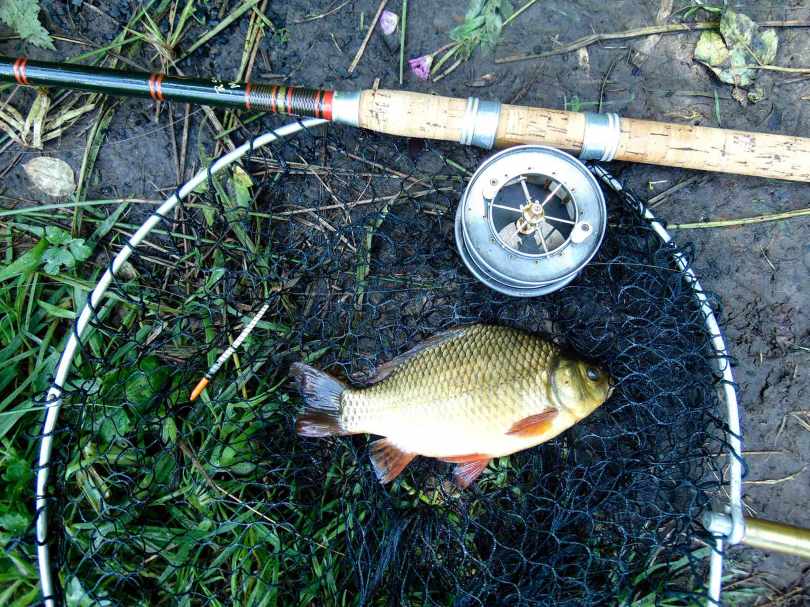 Picture of a Crucian Carp in a vintage landing net alongside an R Sealey cane fishing rod and Allcock Aerial Popular three inch reel.