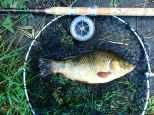 Picture of a large Crucian Carp in a vintage landing net alongside an R Sealey cane fishing rod and Allcock Aerial Popular three inch reel.